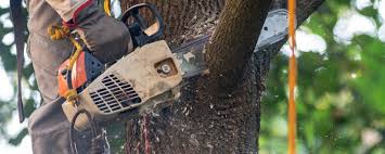 Best Tree Maintenance Programs  in Downey, CA