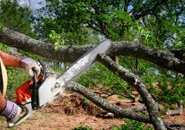 Best Tree Trimming and Pruning  in Downey, CA