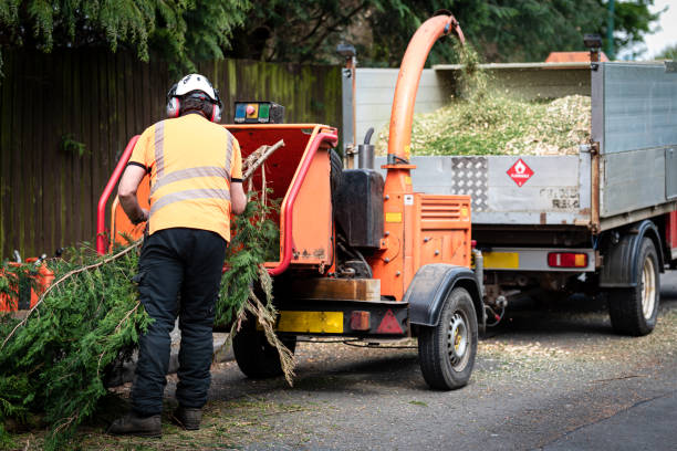 Best Grass Overseeding  in Downey, CA