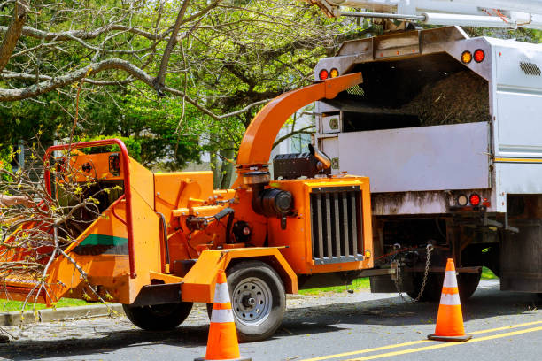 How Our Tree Care Process Works  in  Downey, CA