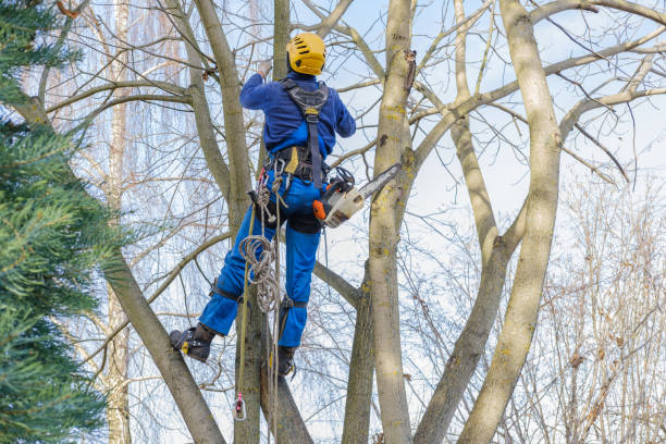 Best Root Management and Removal  in Downey, CA