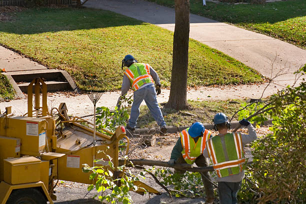 Best Firewood Processing and Delivery  in Downey, CA