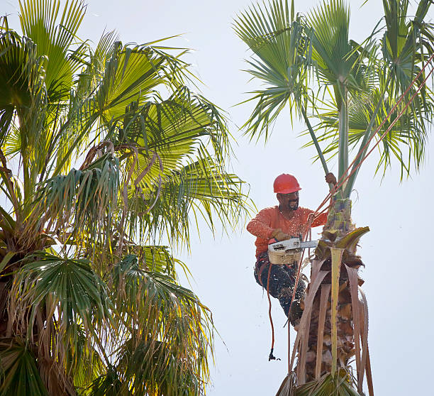 Trusted Downey, CA Tree Care Services Experts